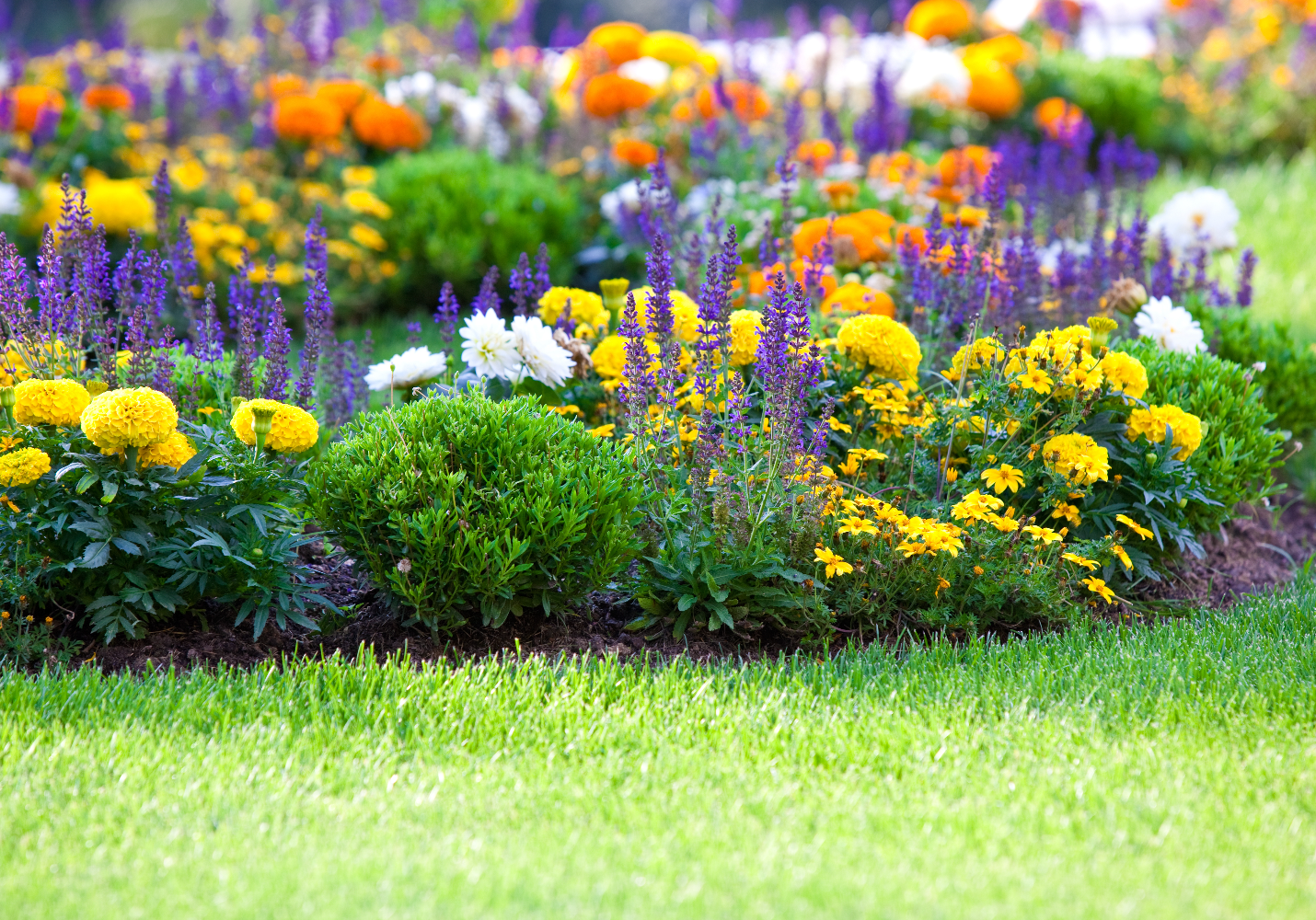 Flower and tree planting by Kingdom Come Landscaping. Planting colorful flowers in a bed.