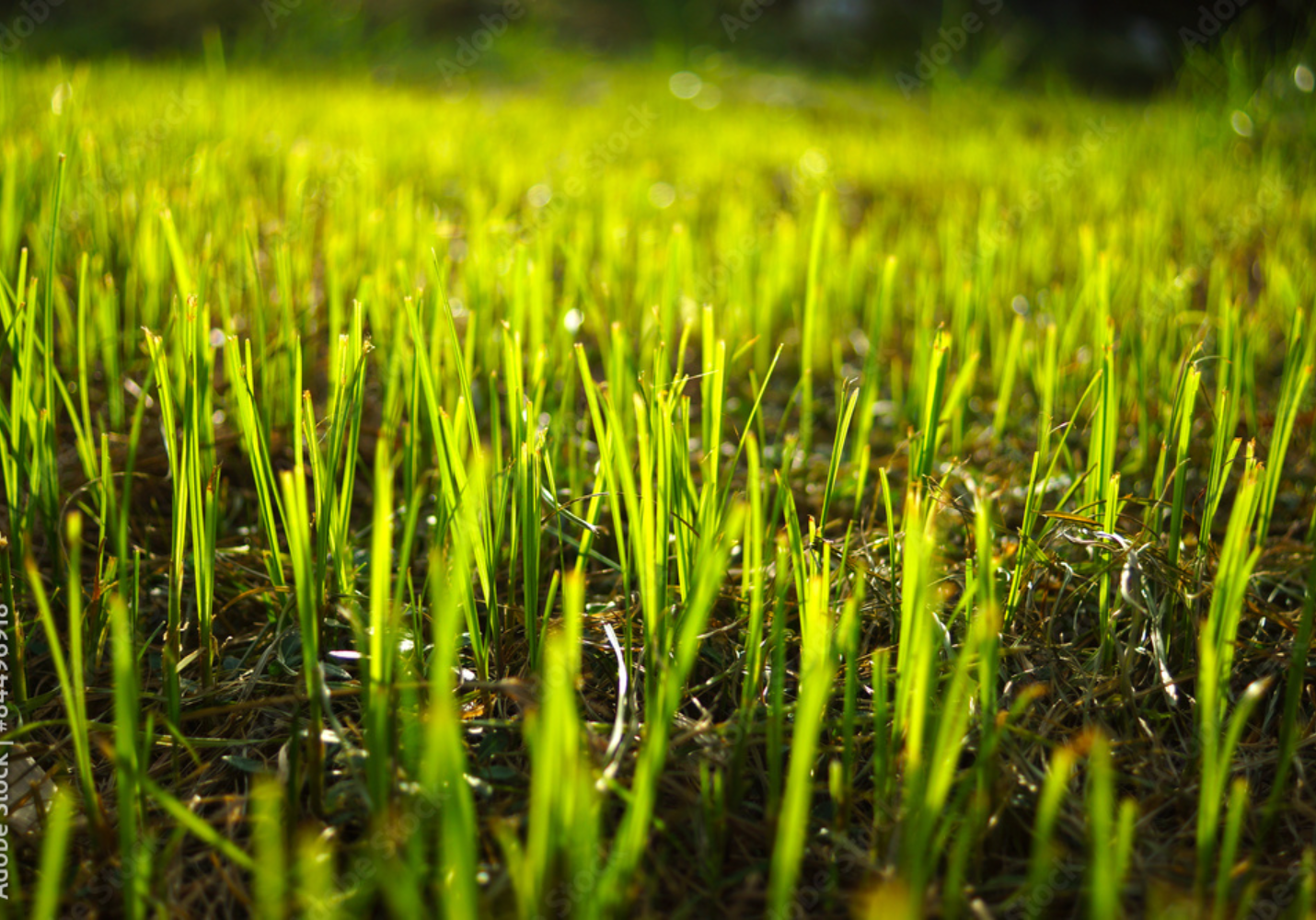 Grass being planted by Kingdom Come Landscaping